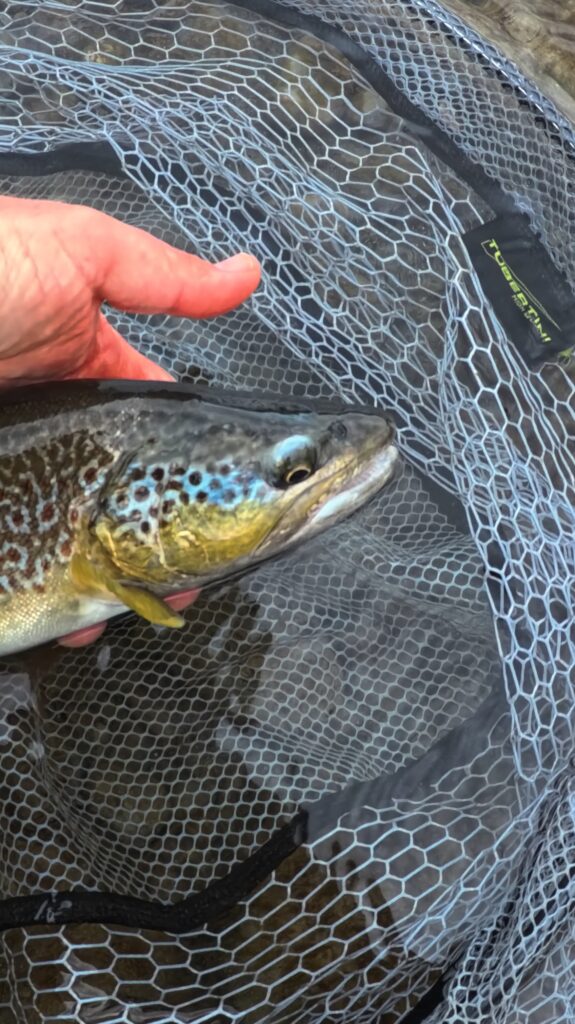 Arno Herrmann — attività di guida di pesca