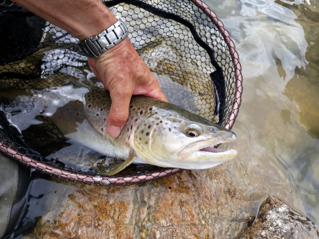 Francesco Gastaldi — attività di guida di pesca