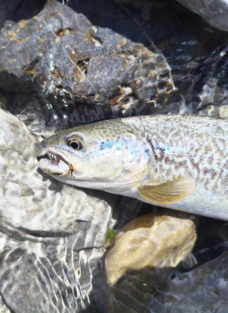 Stefano Castagna — attività di guida di pesca