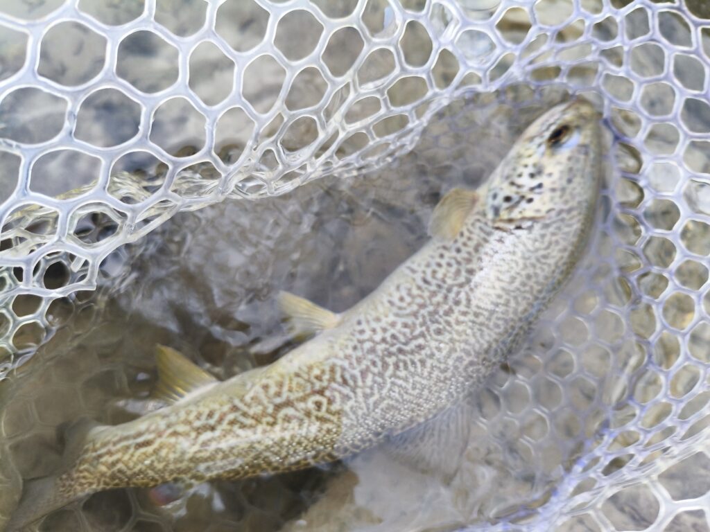 Stefano Castagna — attività di guida di pesca