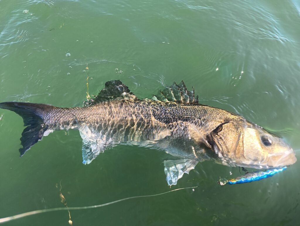SABELE FIOROT — attività di guida di pesca