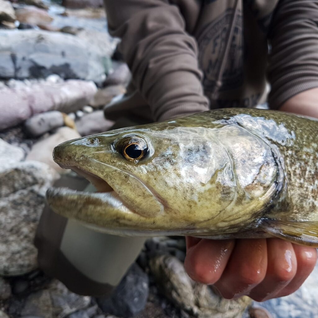 Riccardo Luppino — attività di guida di pesca