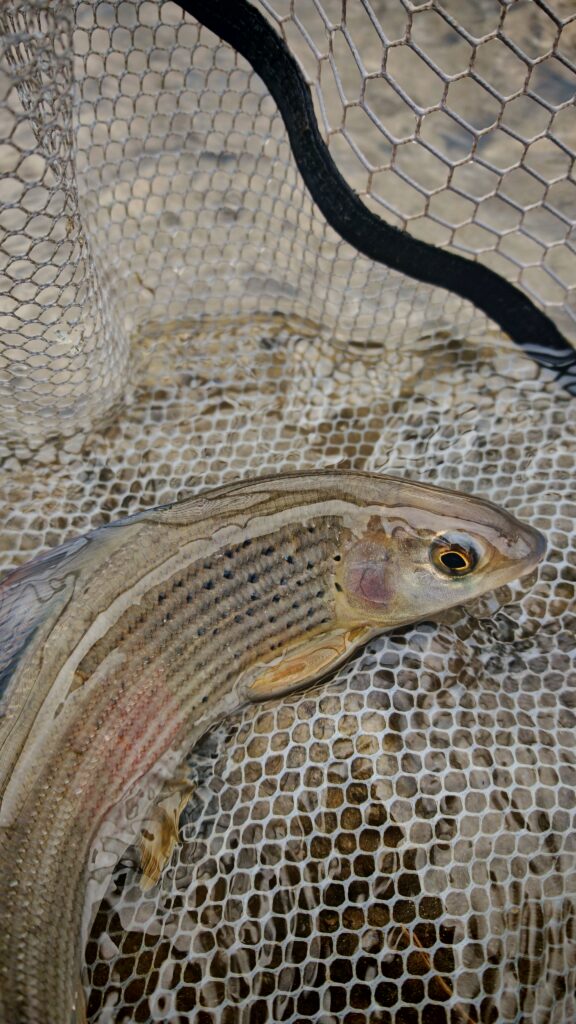 Arno Herrmann — attività di guida di pesca