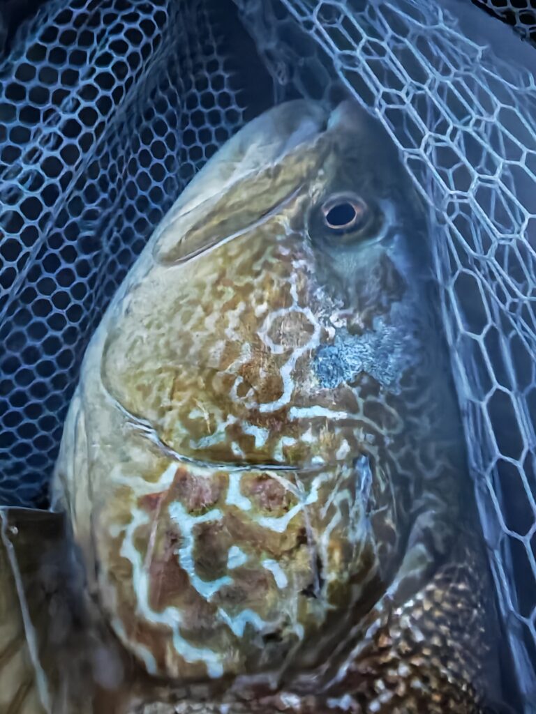 Arno Herrmann — attività di guida di pesca