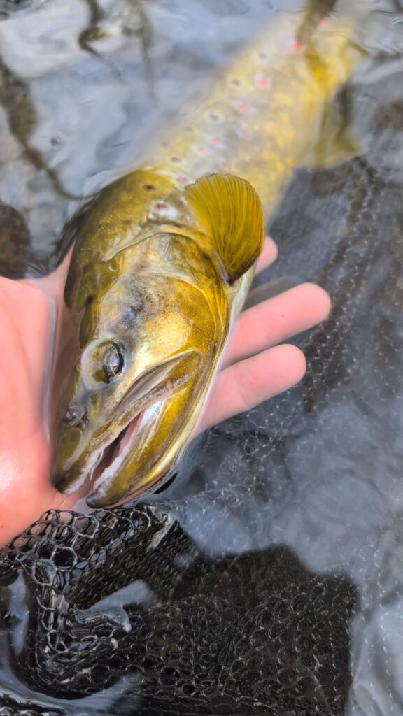 Riccardo Luppino — attività di guida di pesca
