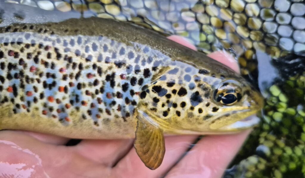 Elia Frontalini — attività di guida di pesca