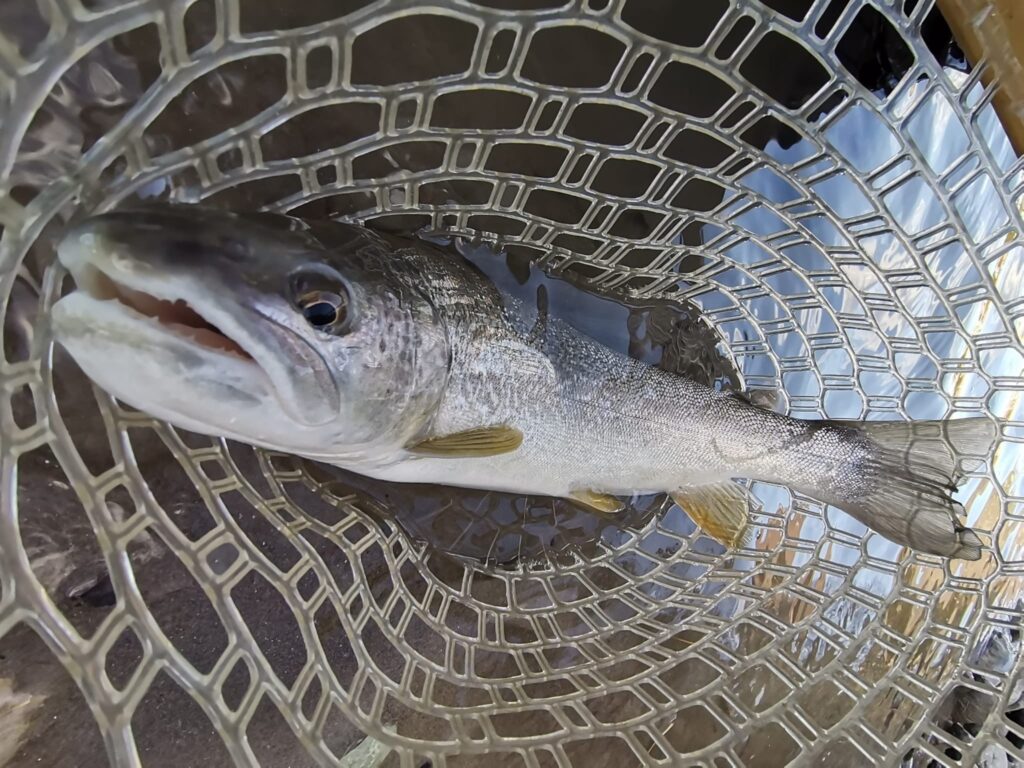 Francesco Calcagni — attività di guida di pesca