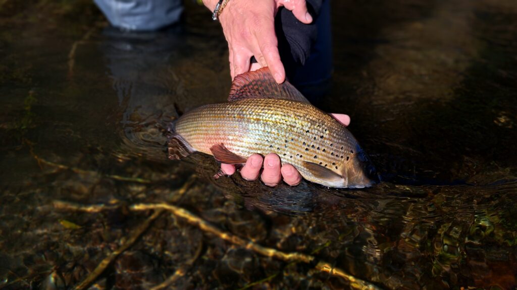 Matteo Dotti — attività di guida di pesca
