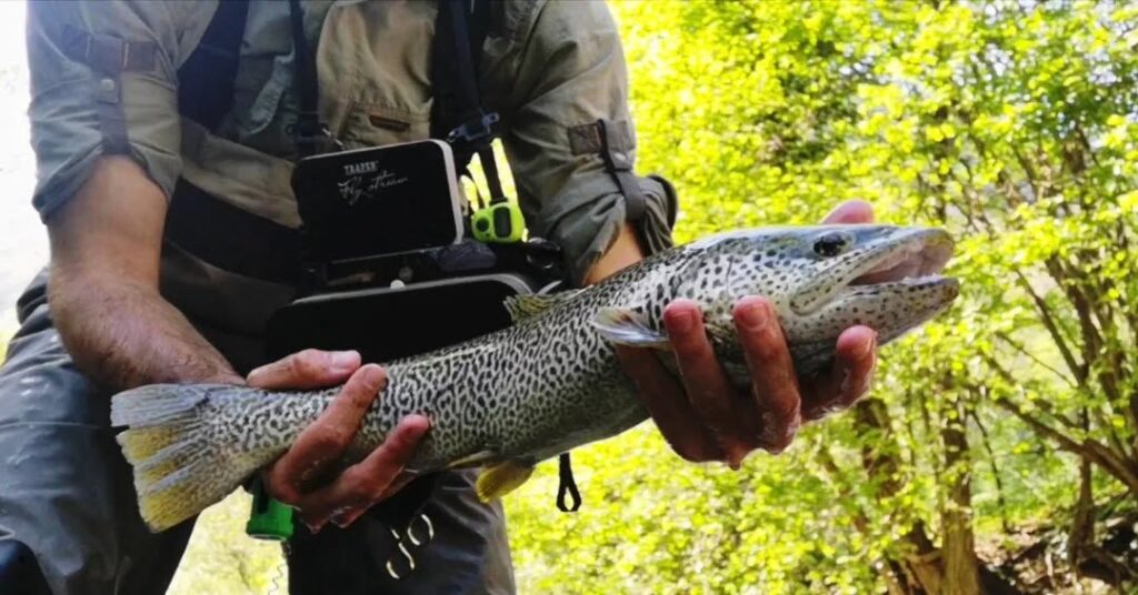 DENNIS ALBERTI — attività di guida di pesca