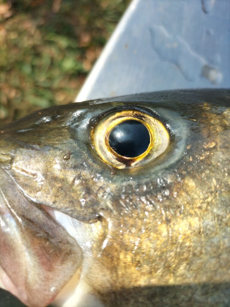 Gianfranco Bidut — attività di guida di pesca