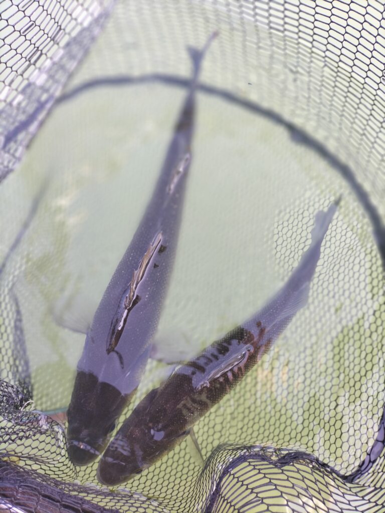 Gianfranco Bidut — attività di guida di pesca