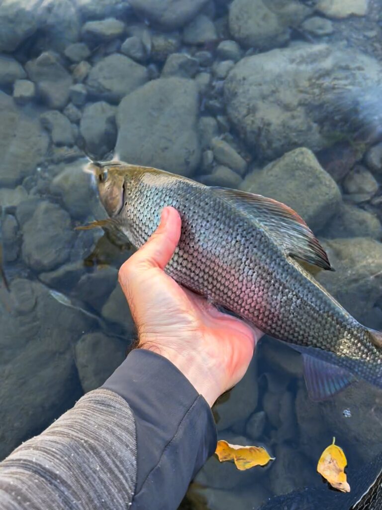 DENNIS ALBERTI — attività di guida di pesca