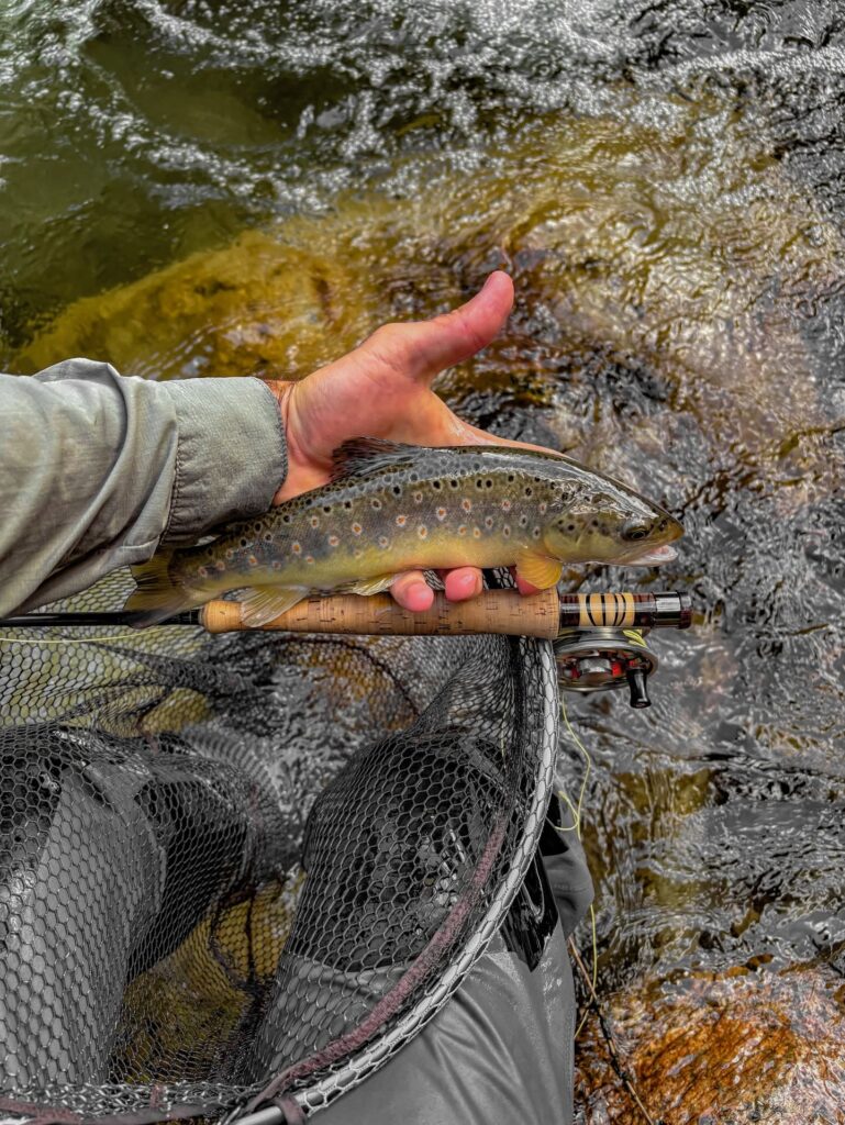 DENNIS ALBERTI — attività di guida di pesca