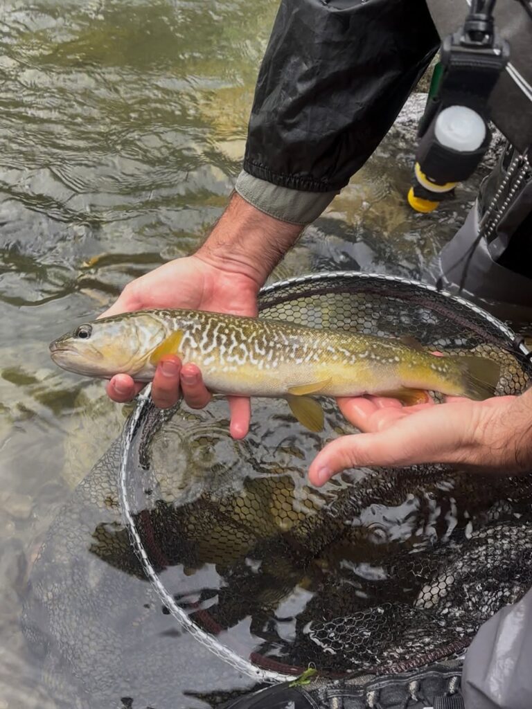 DENNIS ALBERTI — attività di guida di pesca