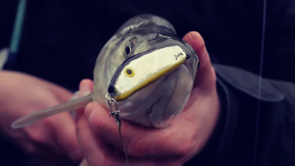 Umberto Romanini — attività di guida di pesca