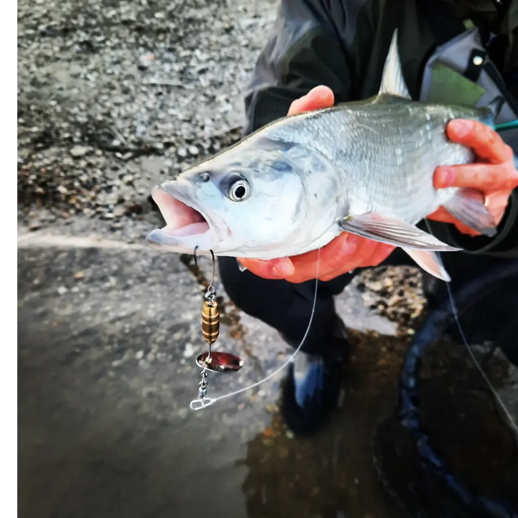 Umberto Romanini — attività di guida di pesca