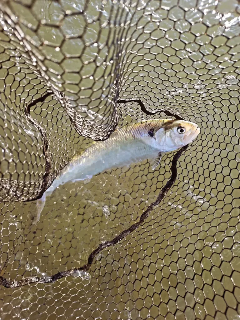 Umberto Romanini — attività di guida di pesca