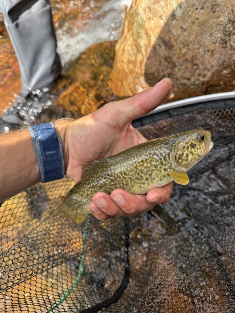 Leonardo Cagol — attività di guida di pesca