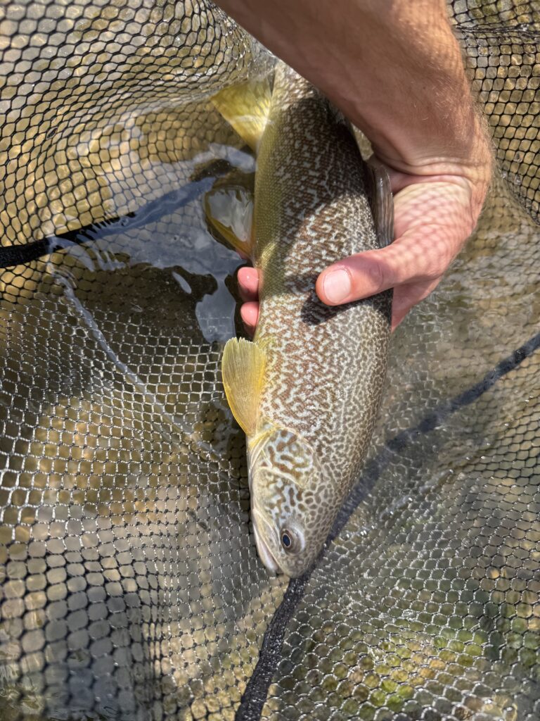 Leonardo Cagol — attività di guida di pesca