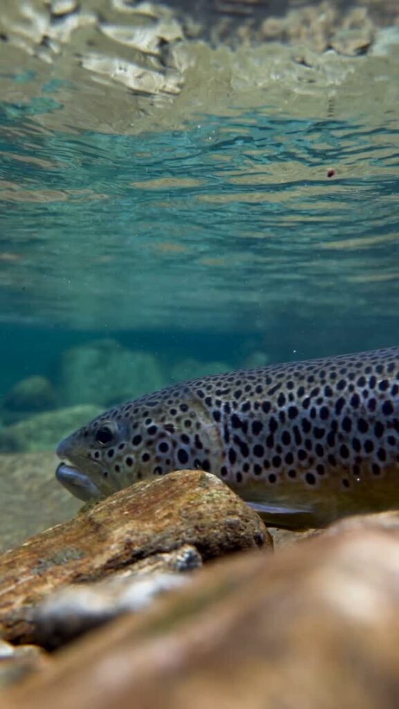 Contenuto Instagram di @sanguigni_fishing_guide