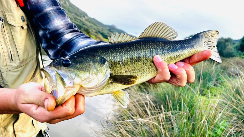Nilas Winterfeldt — attività di guida di pesca
