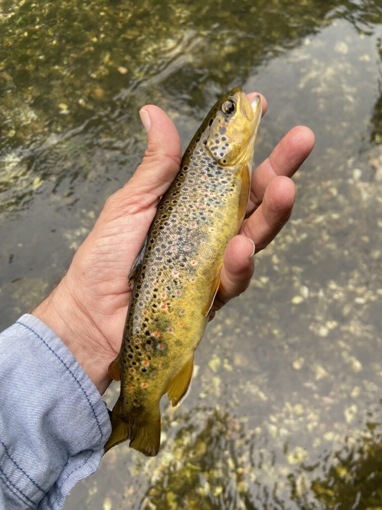 David Paltriccia — attività di guida di pesca