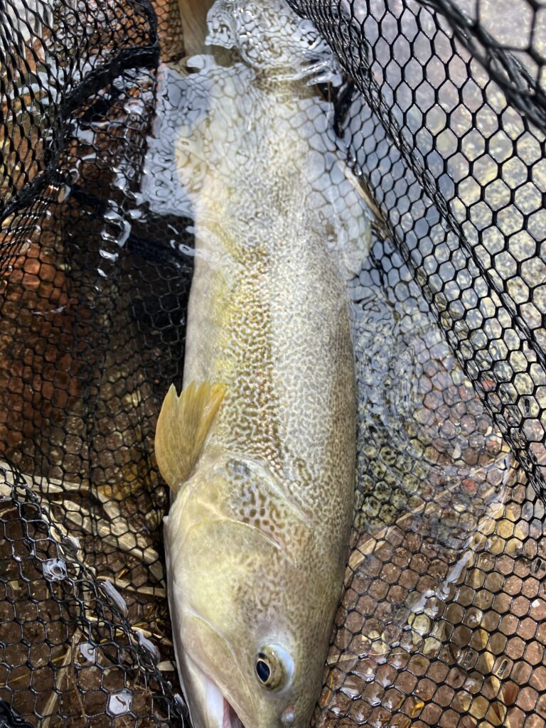 Andrea Carando — attività di guida di pesca