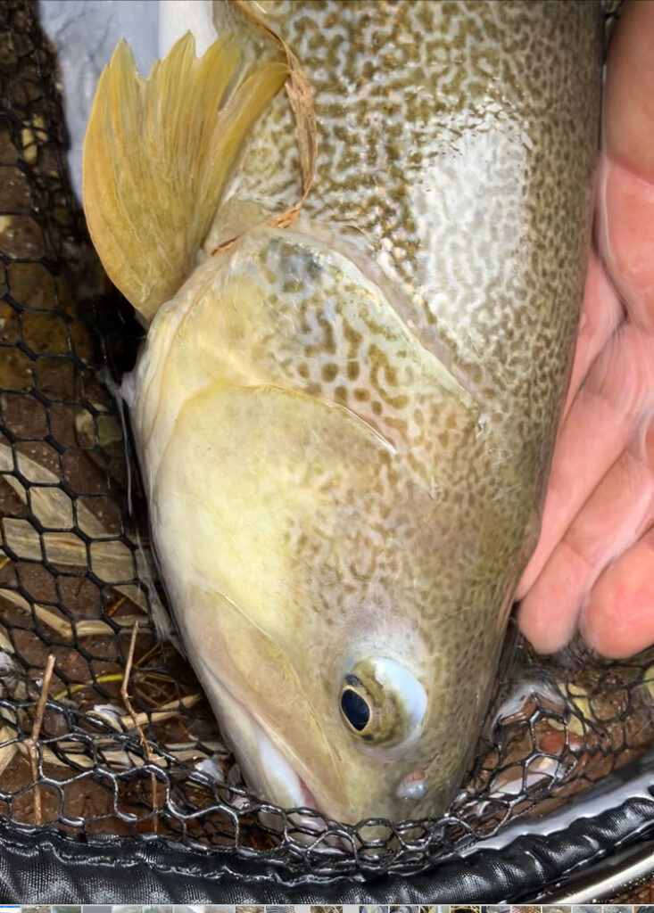 Andrea Carando — attività di guida di pesca