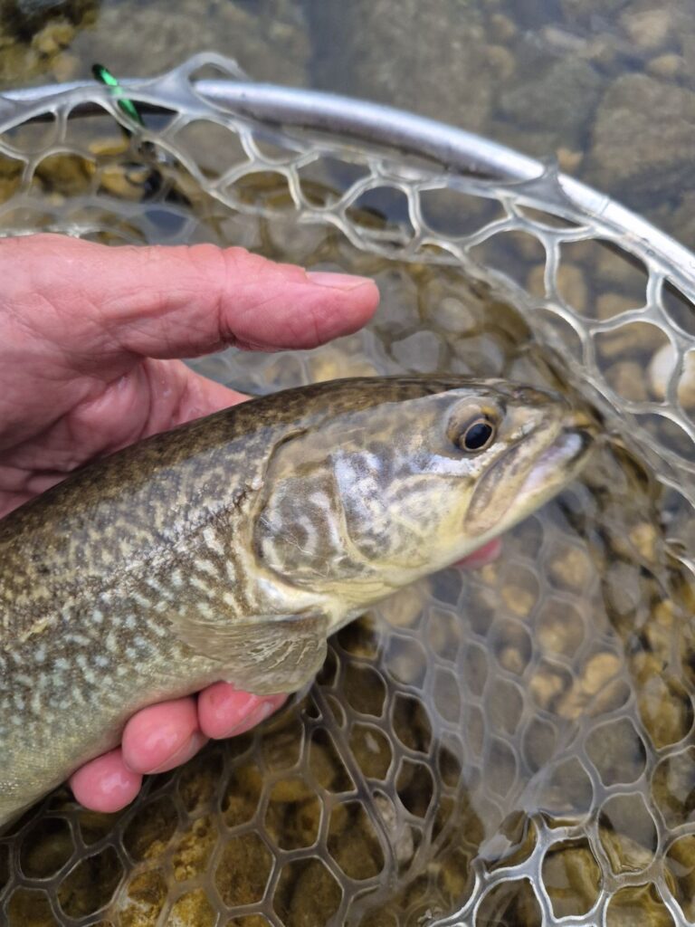 Alessandro Sfiligoj — attività di guida di pesca