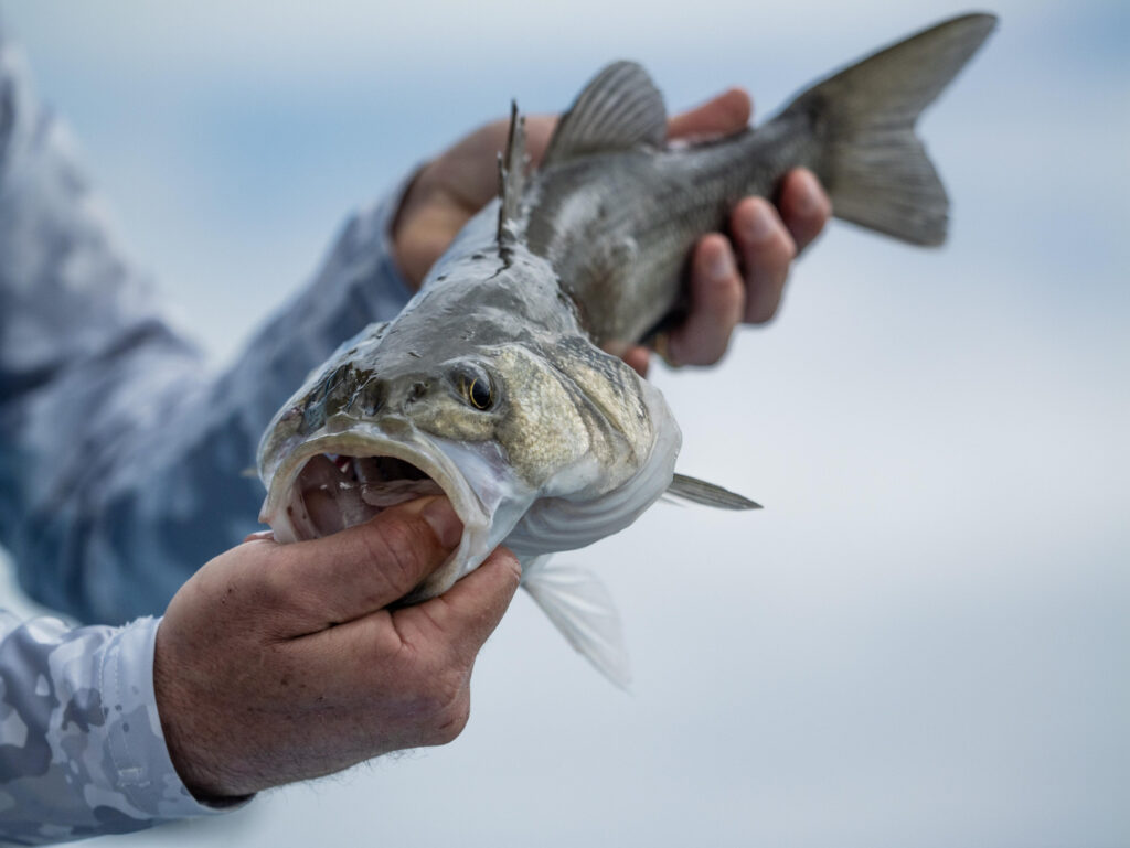 Claudio Lorenzon — attività di guida di pesca