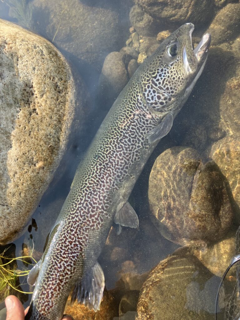 Andrea Carando — attività di guida di pesca