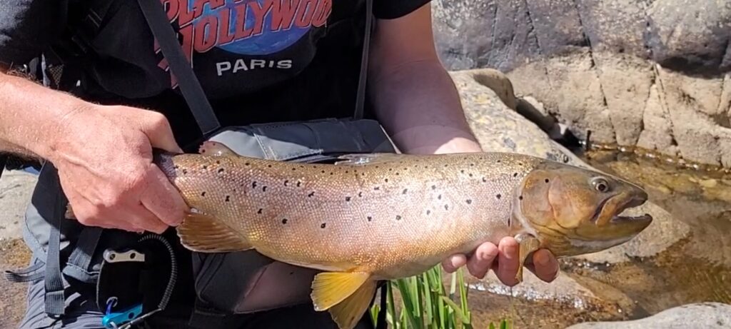 Federico Di Gennaro — attività di guida di pesca