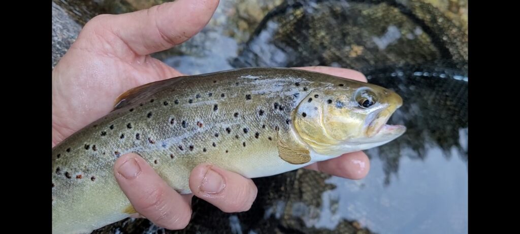 Federico Di Gennaro — attività di guida di pesca