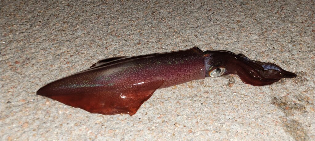 Federico Di Gennaro — attività di guida di pesca