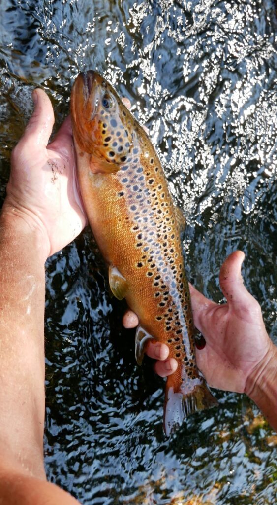 Federico Di Gennaro — attività di guida di pesca