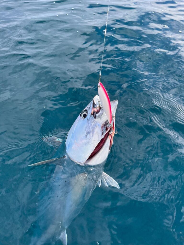 Francesco Casillo — attività di guida di pesca