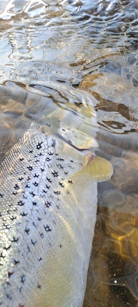 Alex Moro — attività di guida di pesca