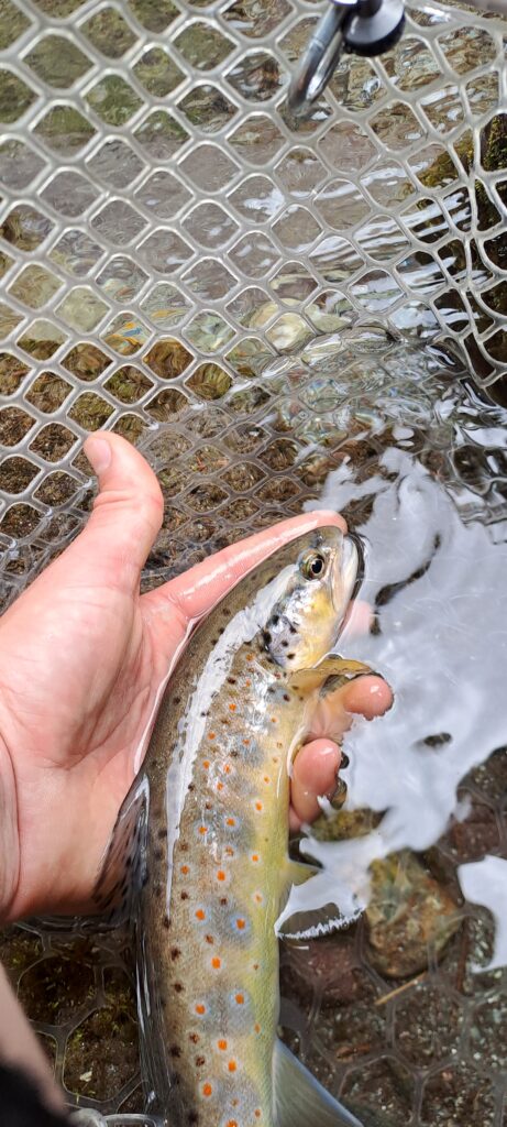 Alex Moro — attività di guida di pesca