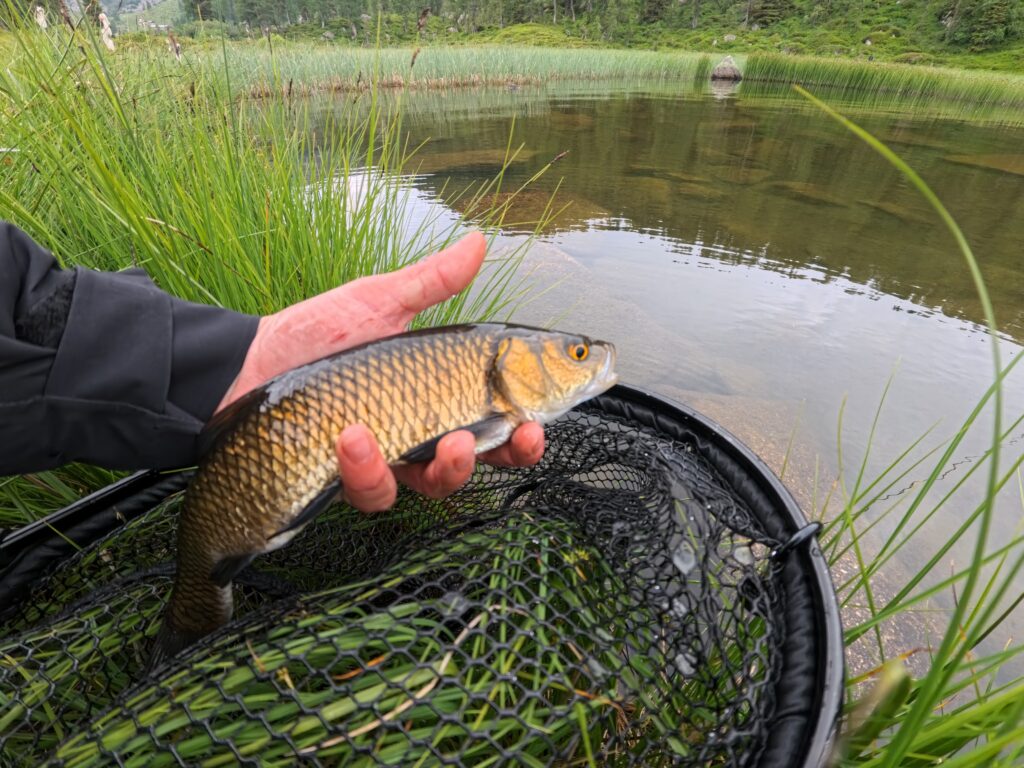 Alex Moro — attività di guida di pesca
