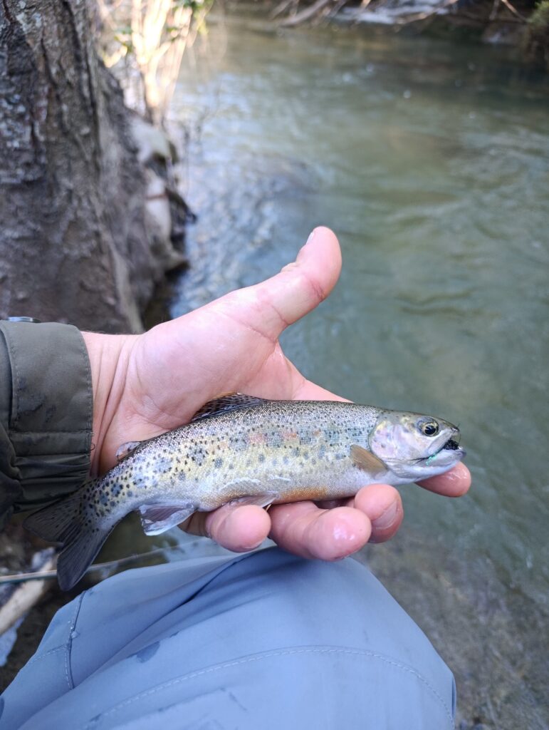 Silvestro Vitaliti — attività di guida di pesca