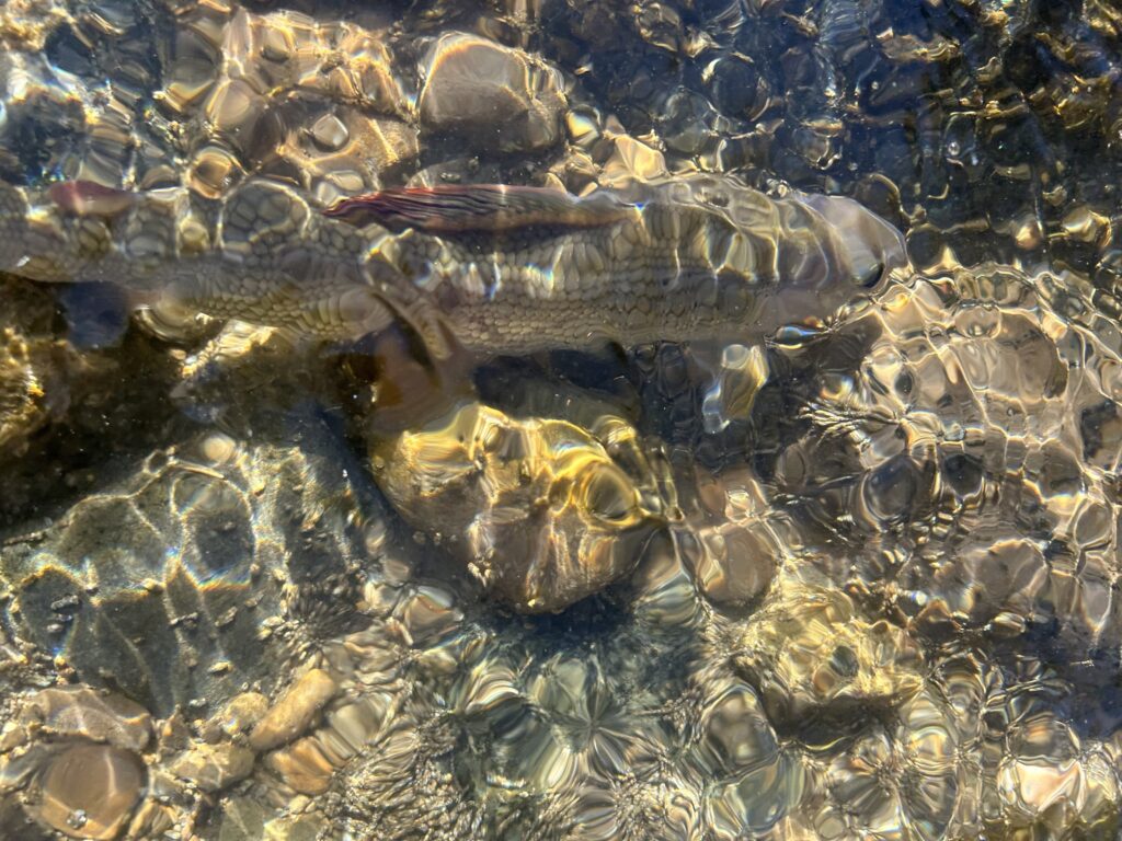Rudy Ognibeni — attività di guida di pesca