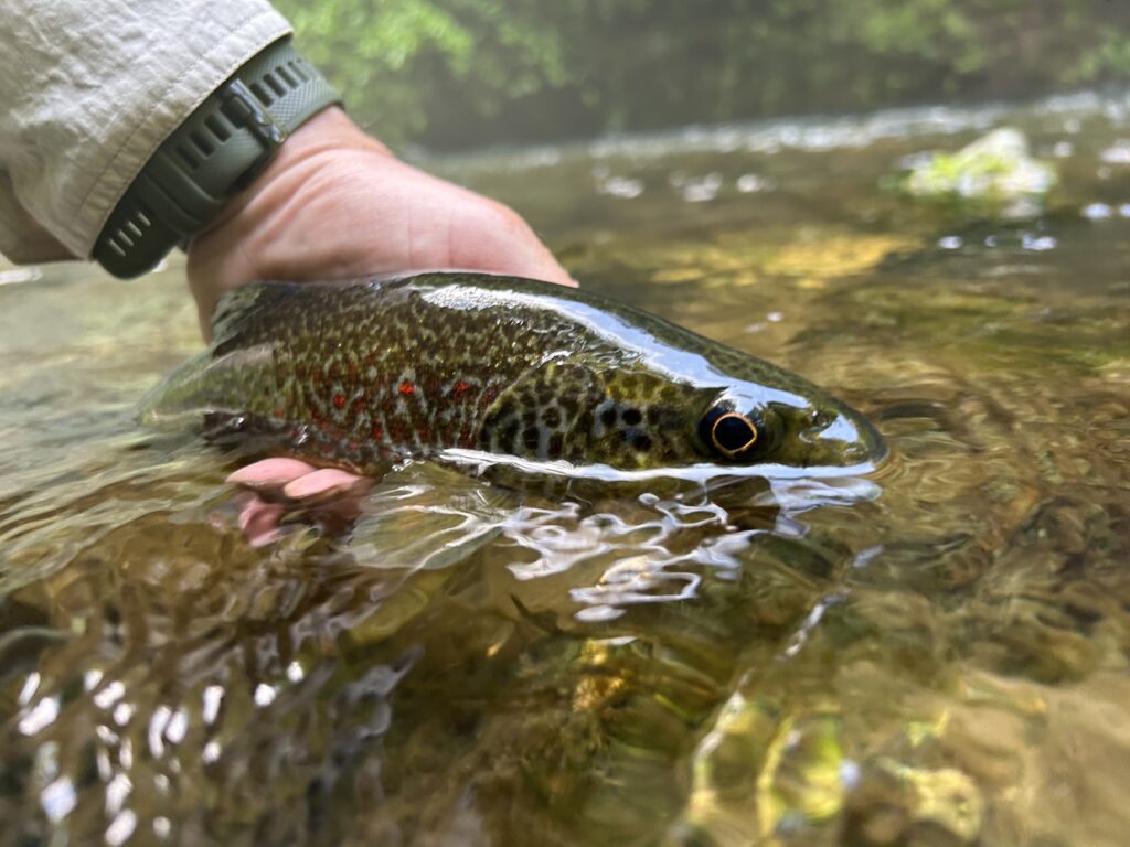Rudy Ognibeni — attività di guida di pesca
