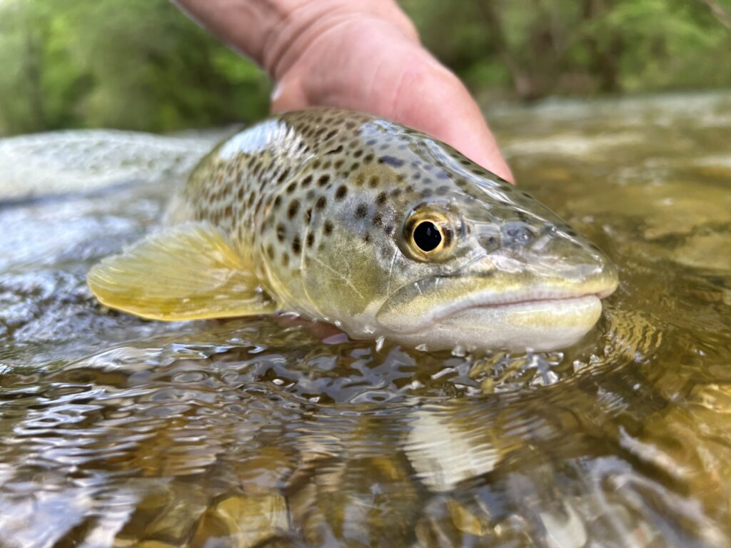 Rudy Ognibeni — attività di guida di pesca