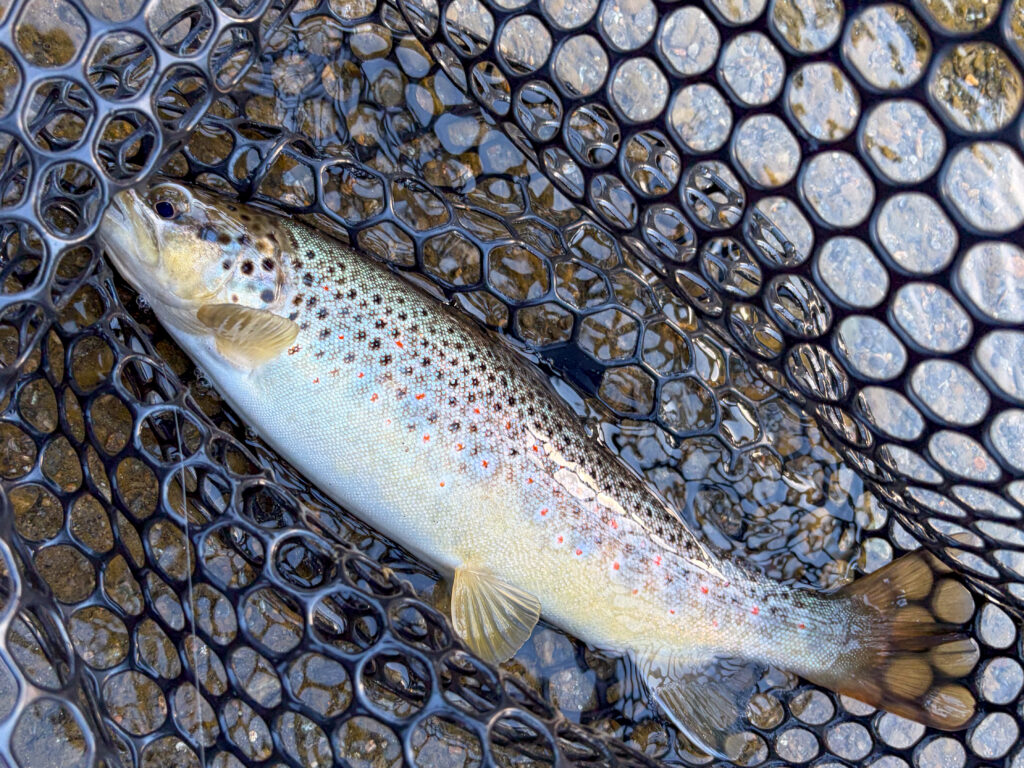 Carlalberto Buscemi — attività di guida di pesca