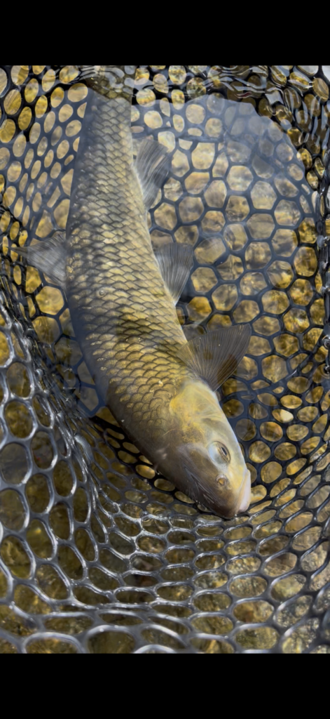 Carlalberto Buscemi — attività di guida di pesca