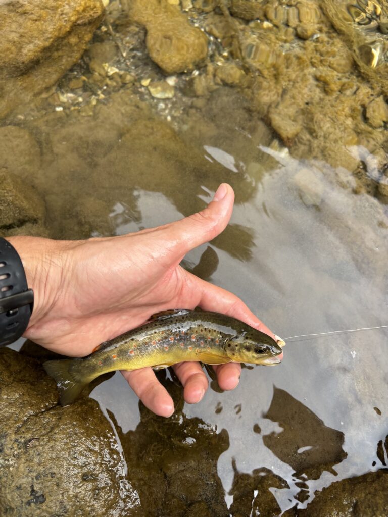 Juri Da Ronch — attività di guida di pesca
