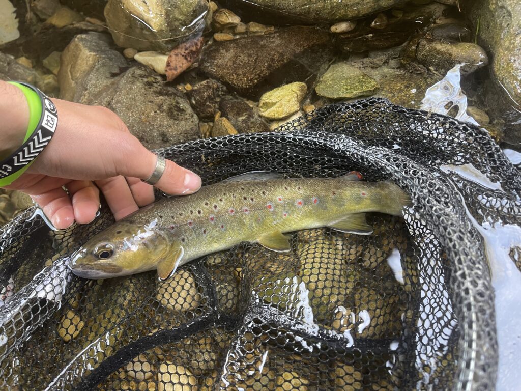 Giacomo Giacon — attività di guida di pesca