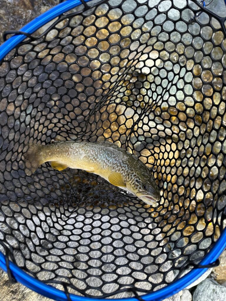 SERGIO SPREAFICO — attività di guida di pesca