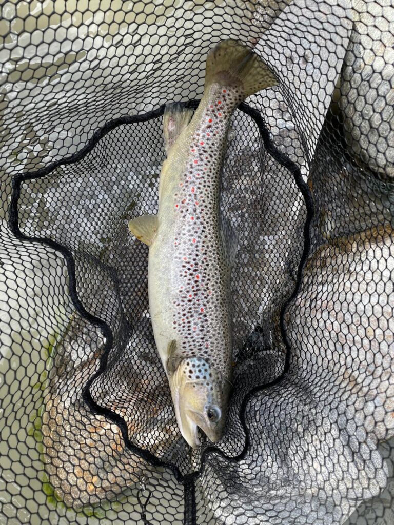 SERGIO SPREAFICO — attività di guida di pesca
