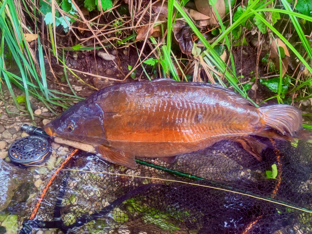 Contenuto Instagram di @froestaflyfishing